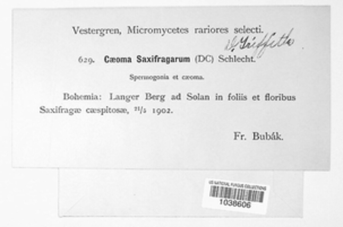 Melampsora vernalis image